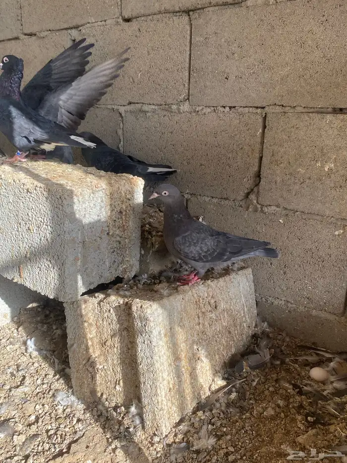حمام قطيفي 2