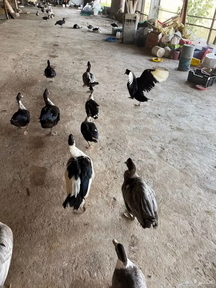 بط بلدي للذبح ما شاء الله تبارك الله 0