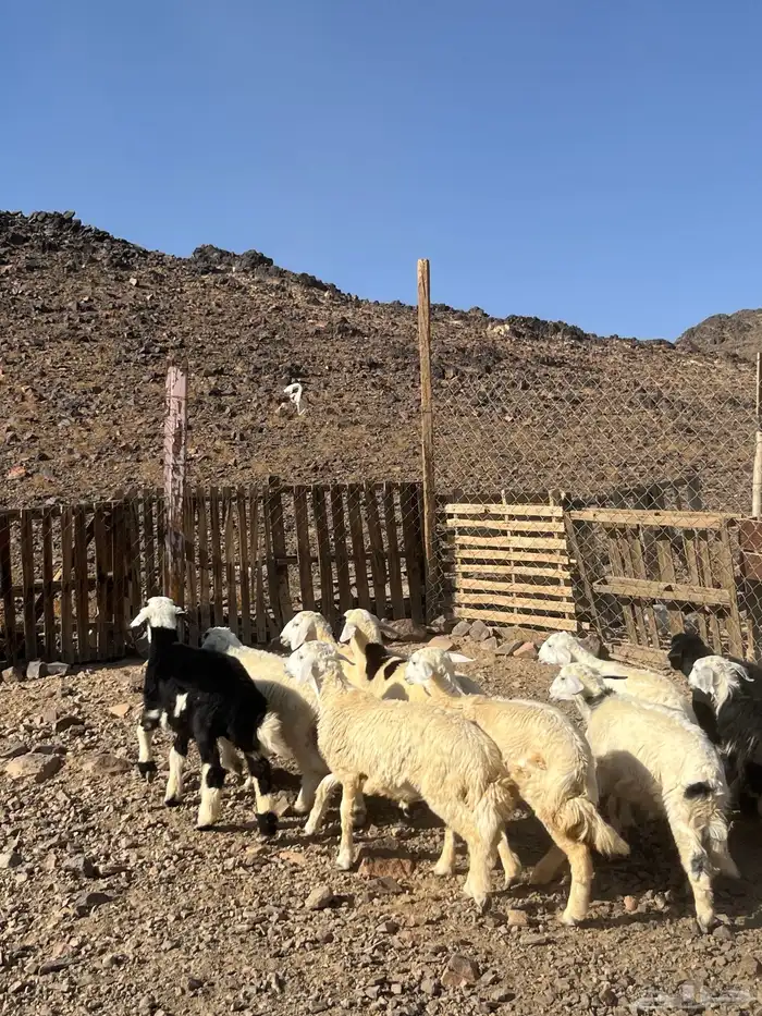 طليان 9