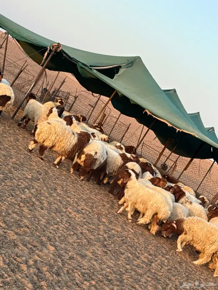 بهم نعيم 0