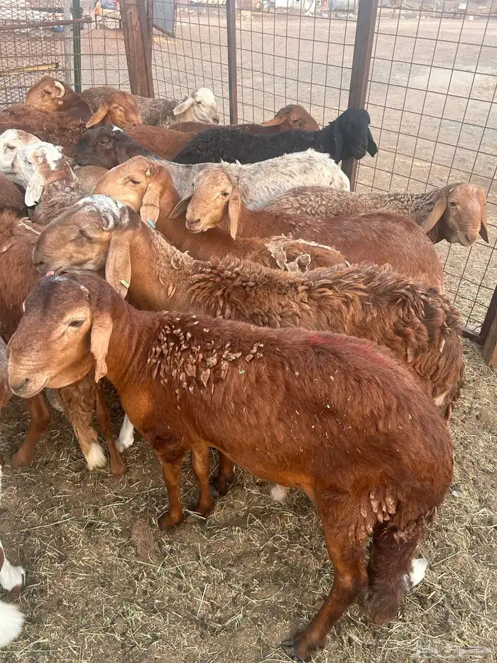 سواكن جبره 1