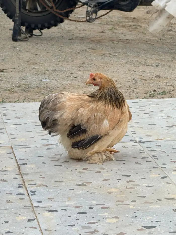 دجاج كوشن قزم 4