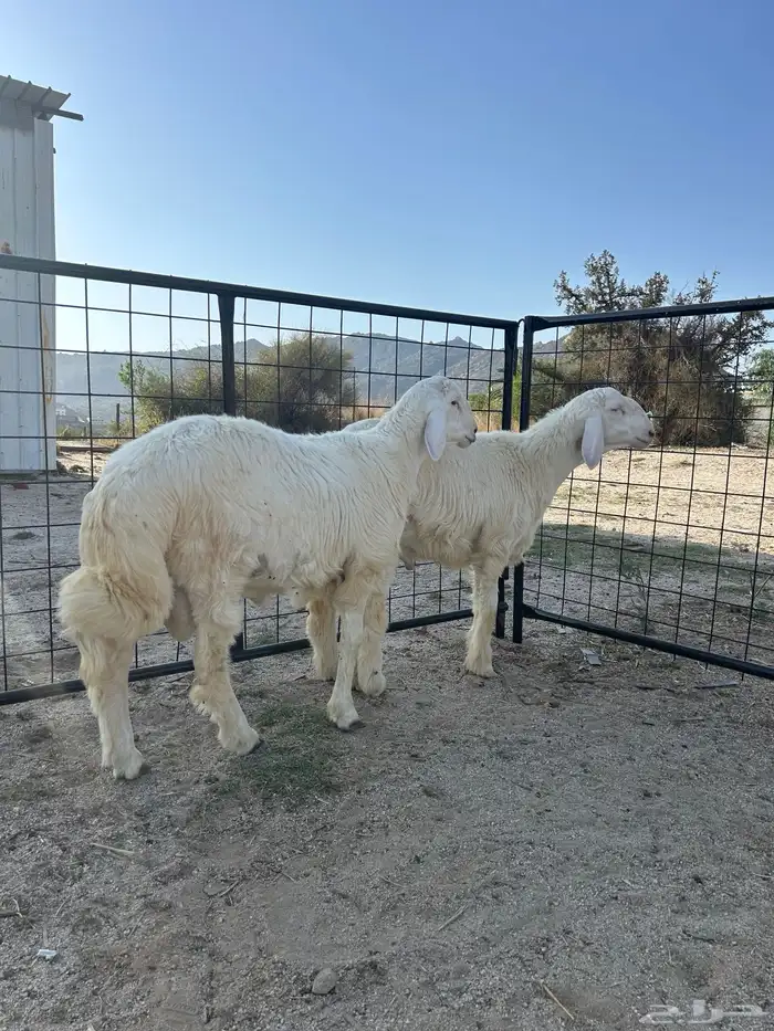 طليان طيبه مشاريع فحول 6 اشهر الصحه مشروطه 4