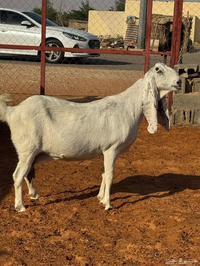 معزا مشاريك فواخر 4