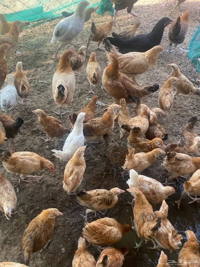 السلام عليكم ورحمة الله وبركاته اعرض لكم فروخ عمر شهر 20يوم 1