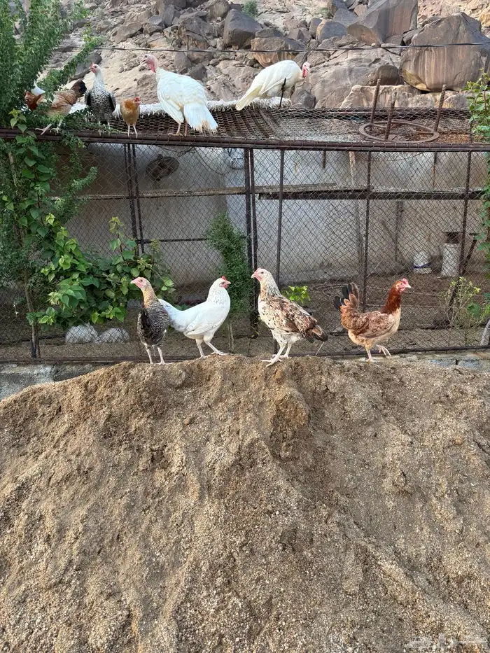 دجاج 2