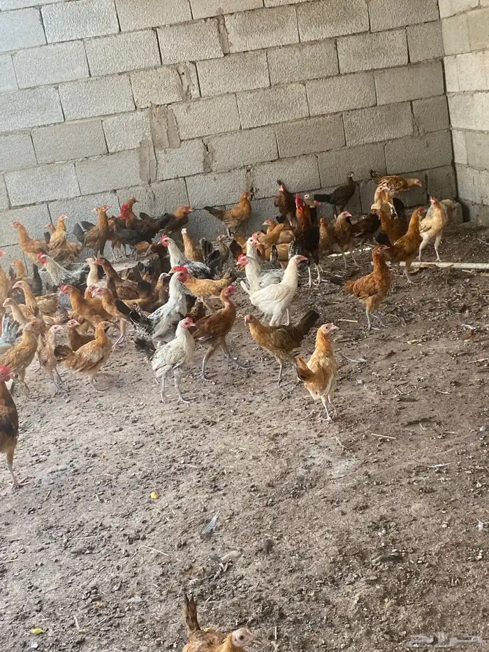 دجاج 13