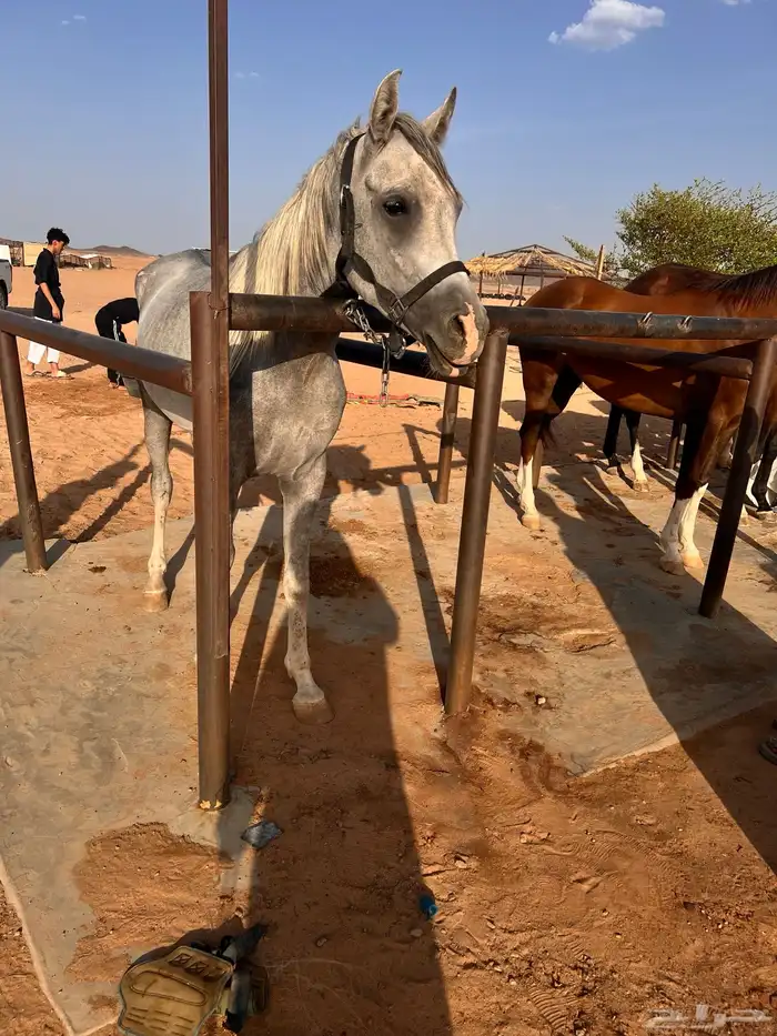 حصان شعبي جميل العمر درب كمل ثلاث سنوات سليم 0