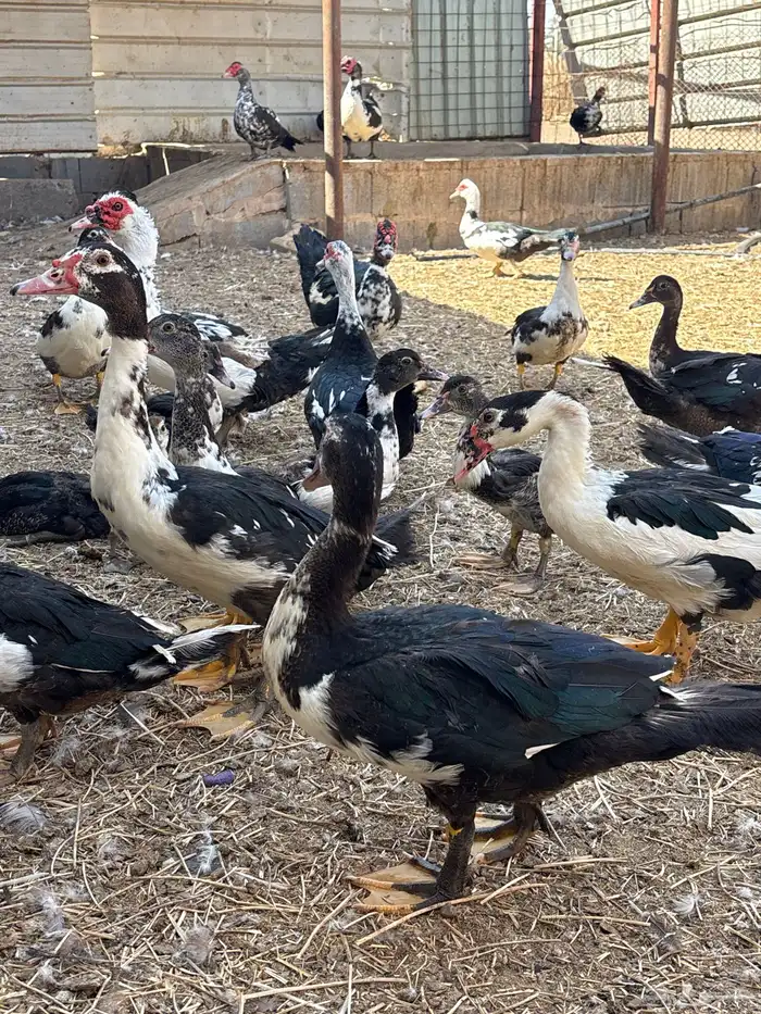 بط سوداني 0