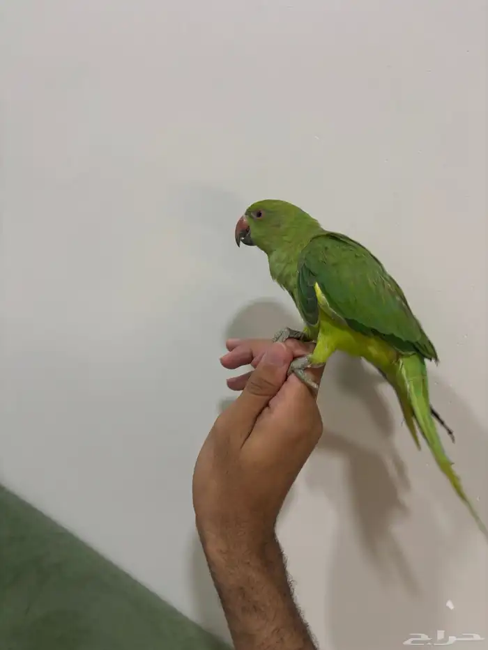 ببغاء الدره 1