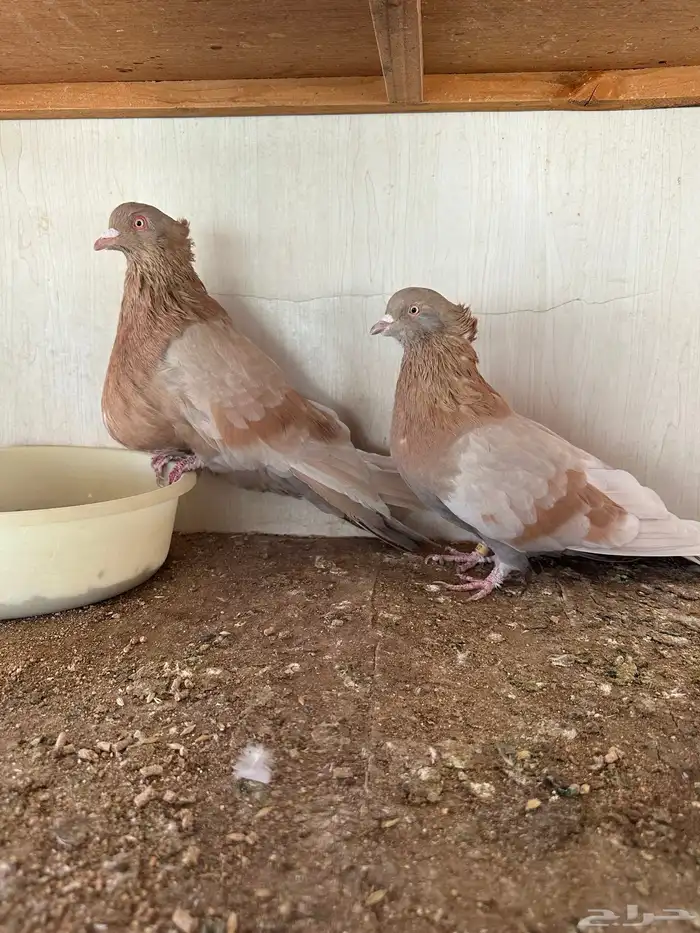 حمام مصري مالطي 7