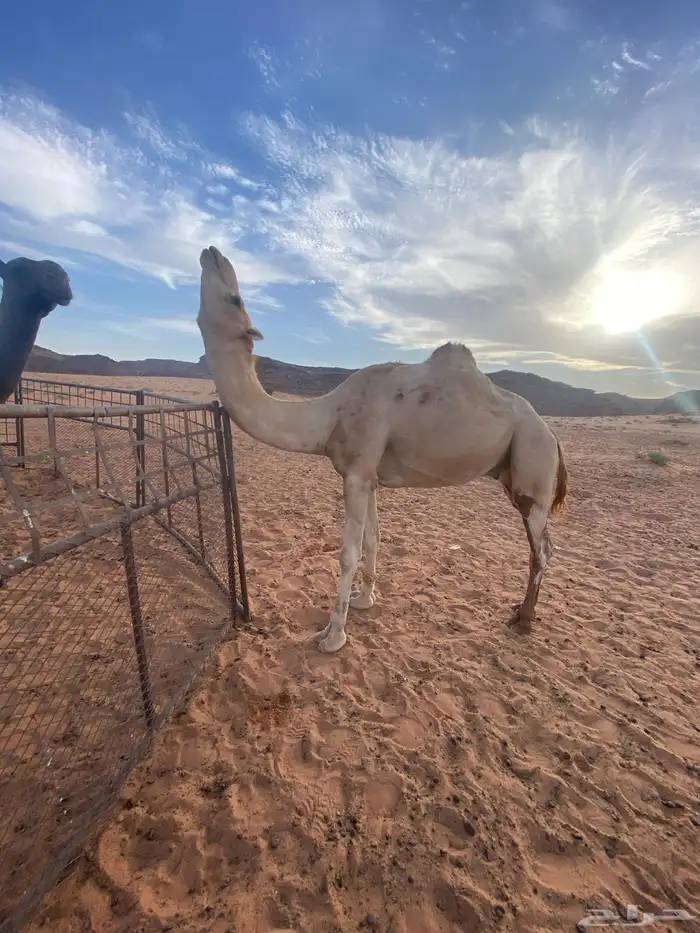 ركبي طبع شرط سليم من جميع العذريب 1