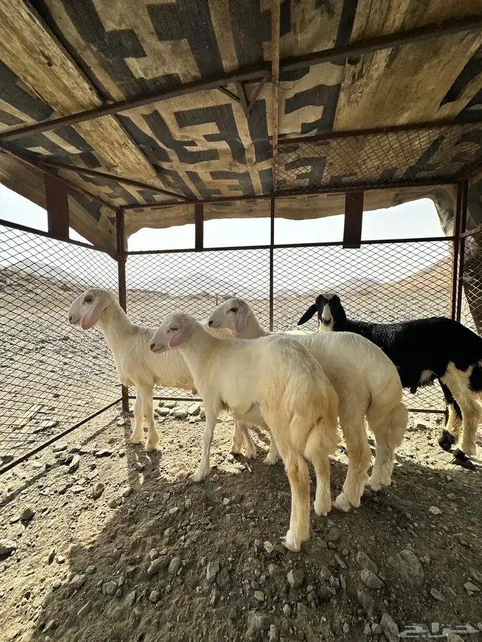 طليان تربيه 0