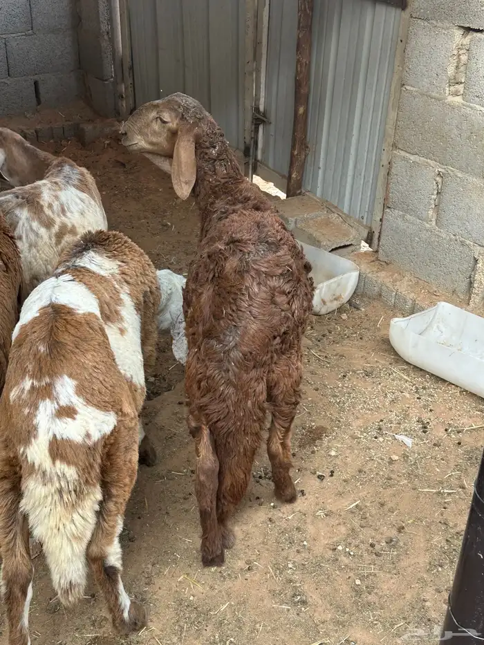 سواكنيات العمر جذع 11
