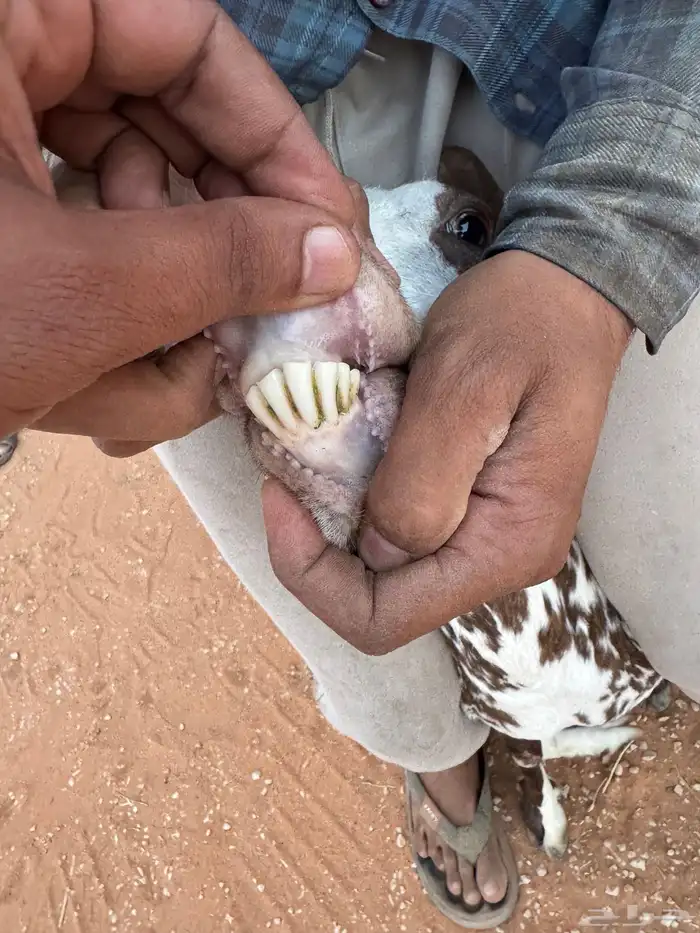 ماعز عمانية متابيع 19