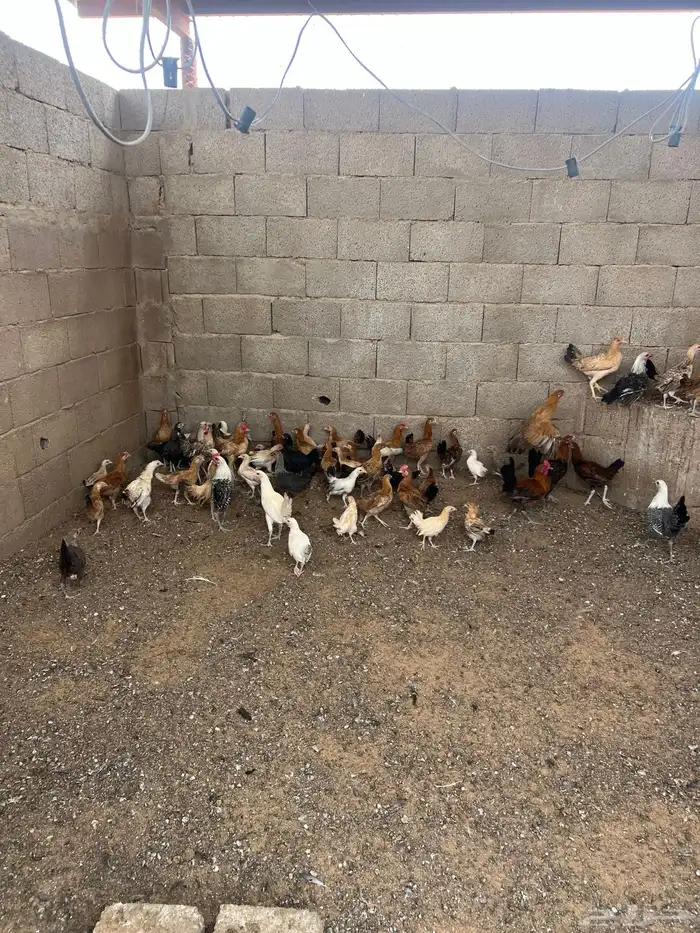 دجاج اعمارهن خمس شهور الى ست شهور 0