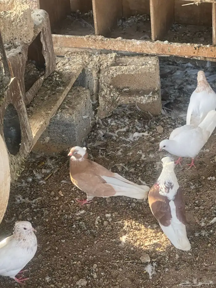 قطايف. صفر. وحمر وقنادي وسود 4