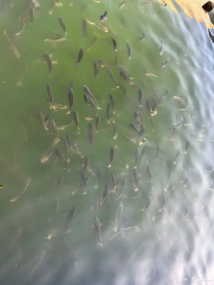 سمك بلطي للبيع نظيف شرط 0