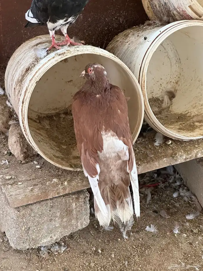 حمام مصري مالطي 28