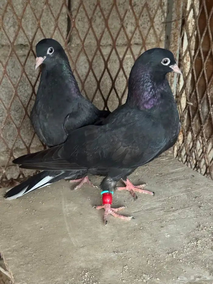 قطايف طبه 0