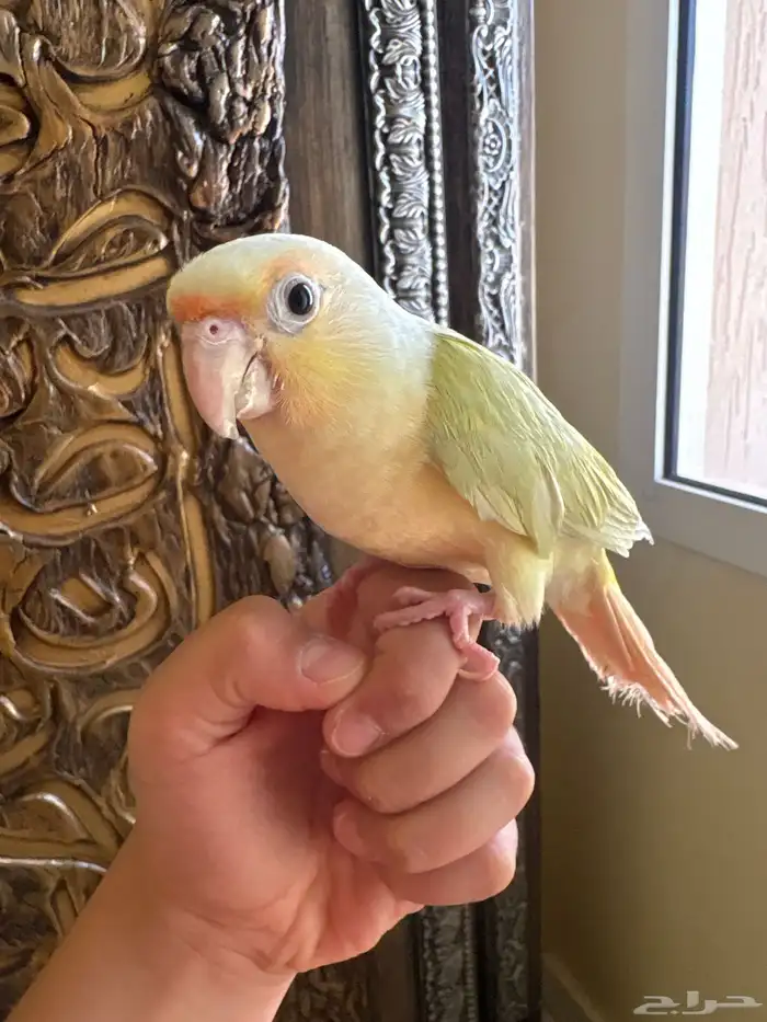 كنيور مون شيك أليف 3
