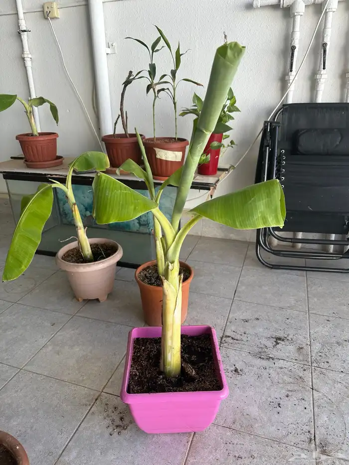 شتلات موز للبيع 5
