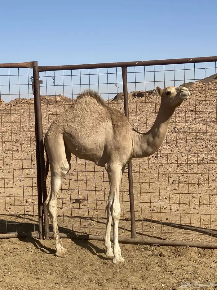 قعود 0