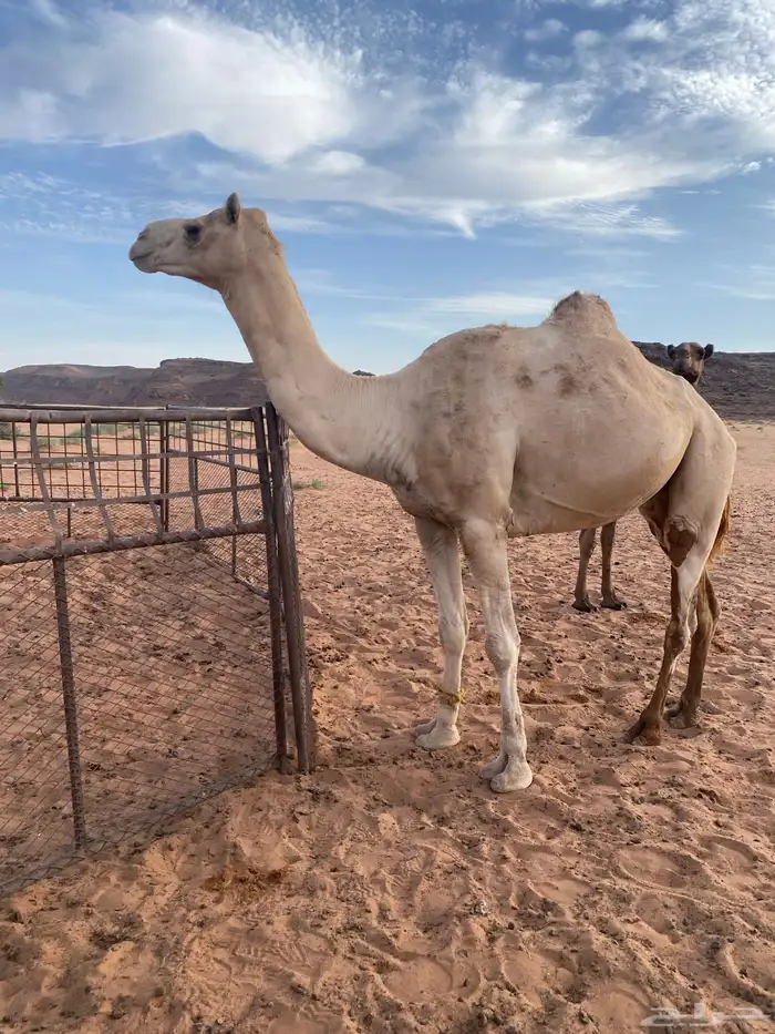 ركبي طبع شرط سليم من جميع العذريب 2