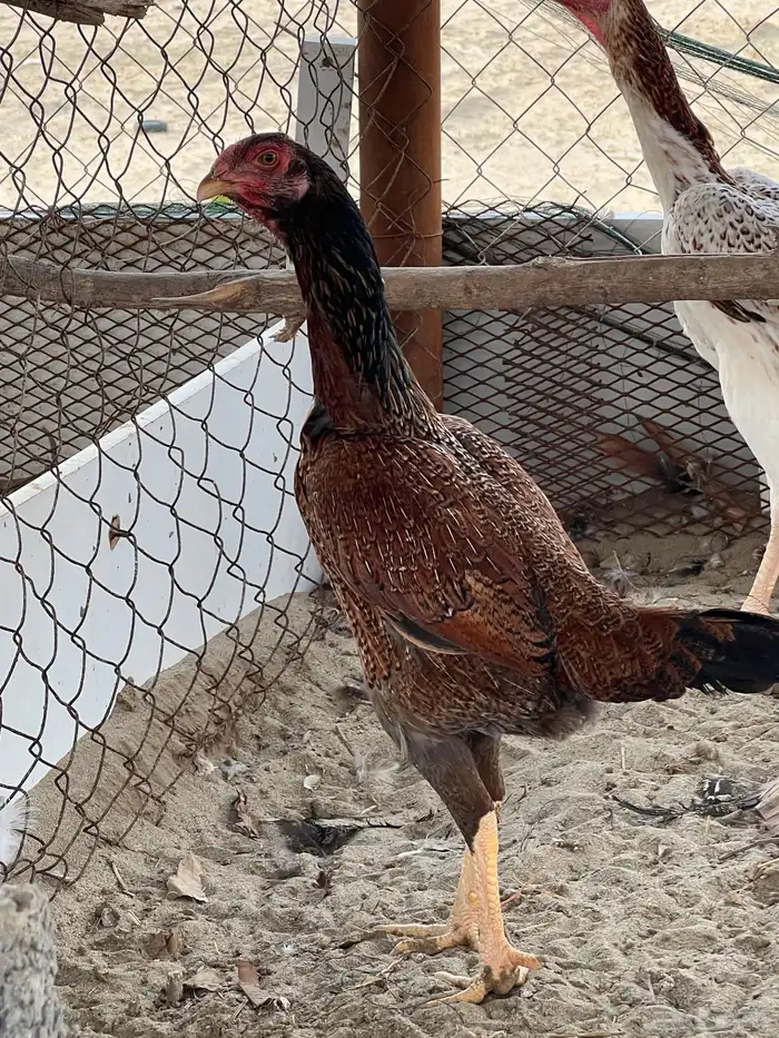 شامو (تم البيع) 0