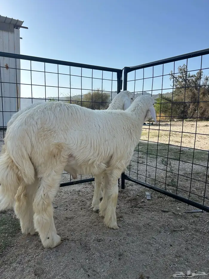 طليان طيبه مشاريع فحول 6 اشهر الصحه مشروطه 0