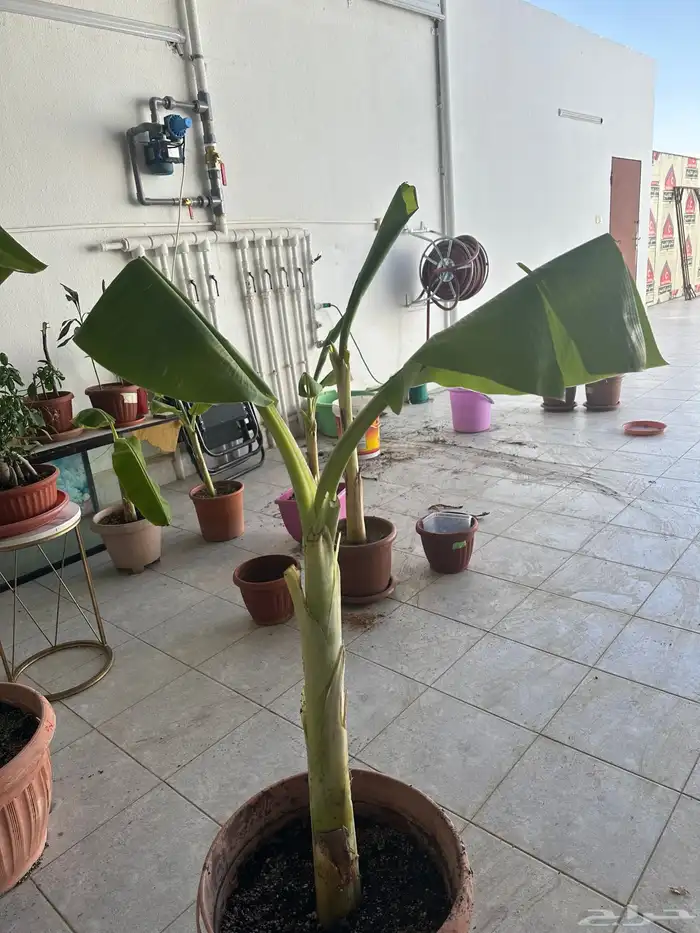 شتلات موز للبيع 7