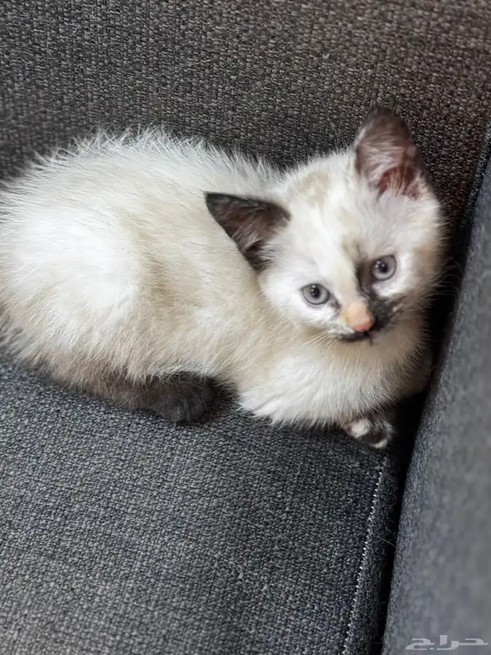 Persian Cat 3 months old 1