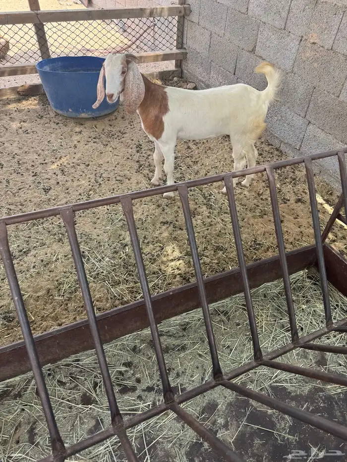 جفرةللبيع 2