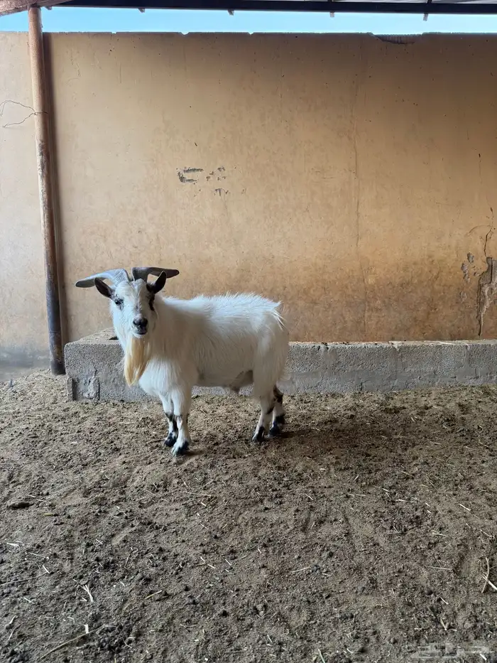 للبيع تييس قزمي 2