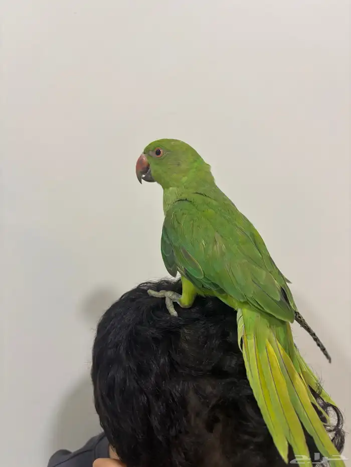 ببغاء الدره 2