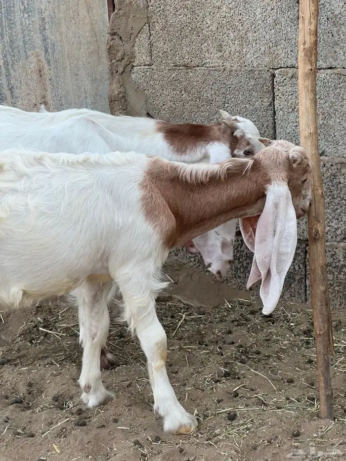 تيوس هولنديه للبيع 2