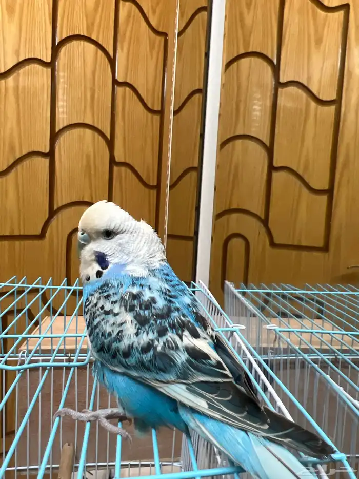 بادجي 1