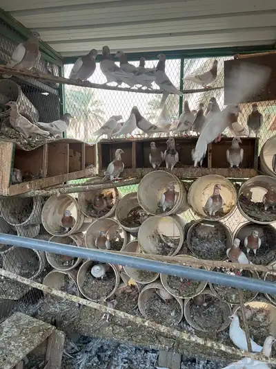 حمام زاجل كريمي العدد 20 جوز تقريبا index