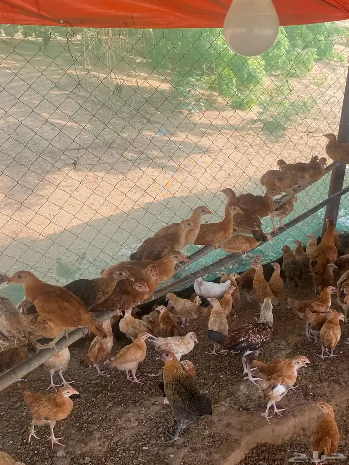 السلام عليكم ورحمة الله وبركاته اعرض لكم فروخ عمر شهر 20يوم 4