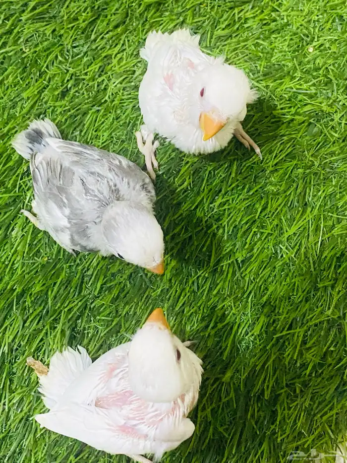 فروخ روز 2