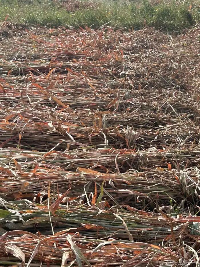 علف للبيع من ريالين الا ربع 0