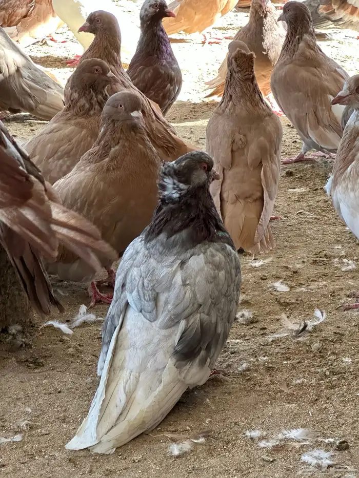 حمام مصري مالطي 25