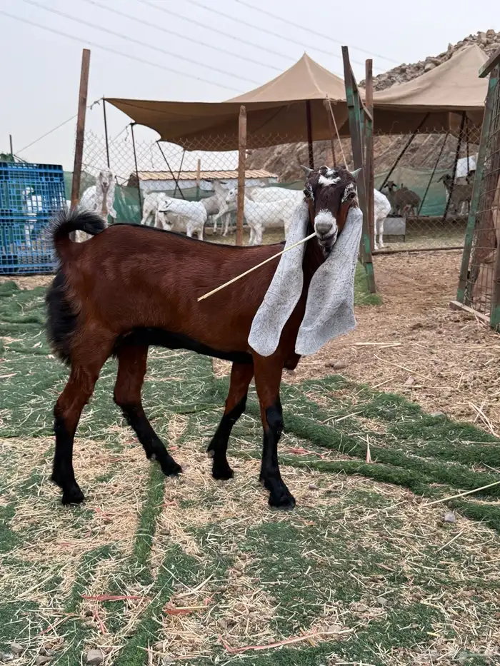 جفرة حجازية 2