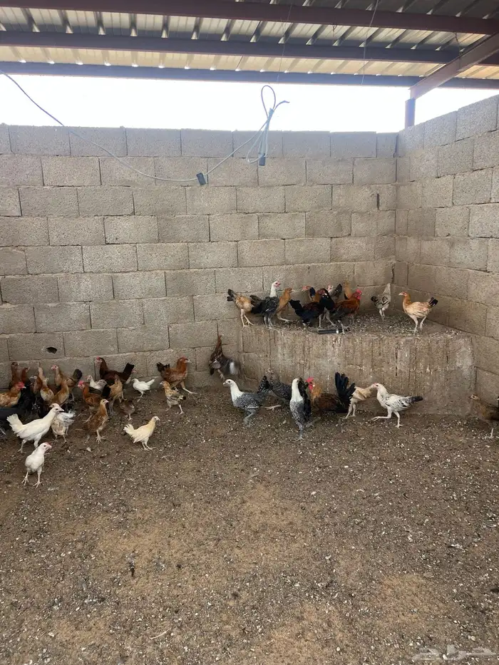 دجاج اعمارهن خمس شهور الى ست شهور 1
