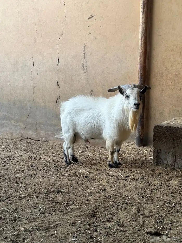 للبيع تييس قزمي 9