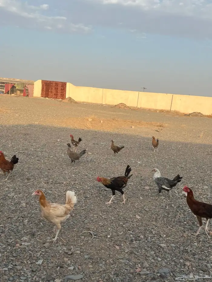 دجاج بشاير للبيع 2