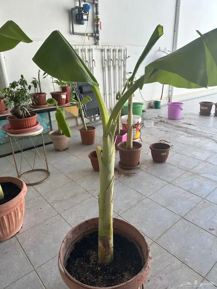 شتلات موز للبيع 4