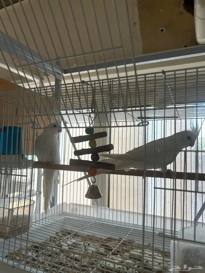 كروان البينو عيون حمر 0