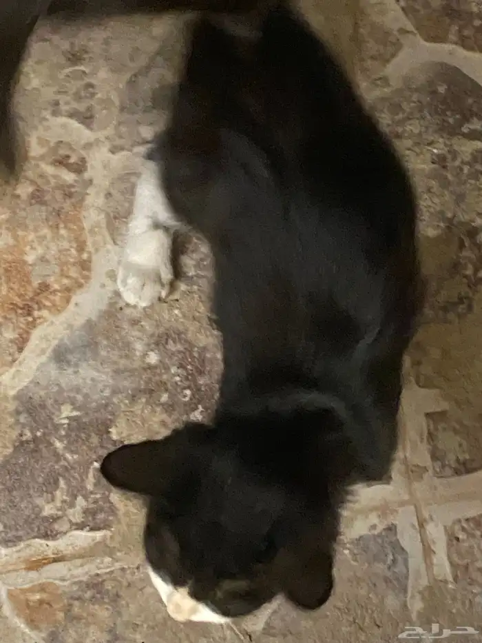 قطط للتبني 0