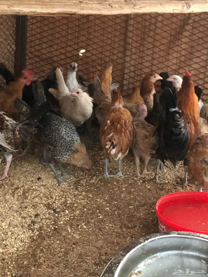 صوص دجاج بلدي الهم شهرين ونص 0